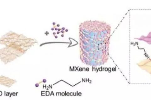 天津大學(xué)楊全紅課題組–借助氧化石墨烯從2D MXene水凝膠組裝成3D宏觀結(jié)構(gòu)